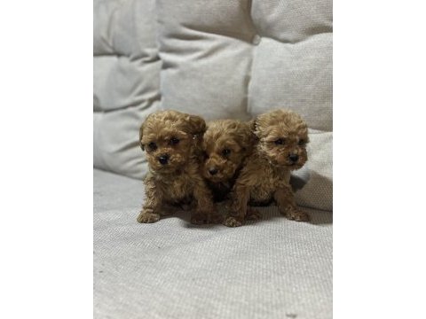 Evinizin neşesi poodle yavrular 
