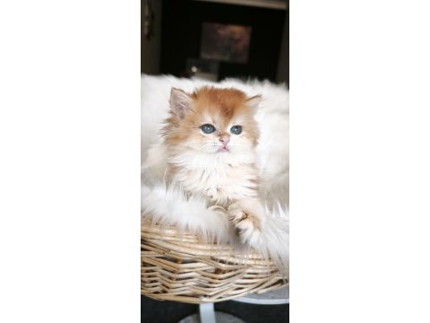 Show kalite dişi british longhair