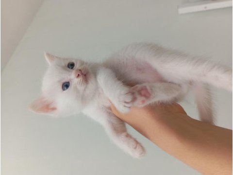 British shorthair yavru
