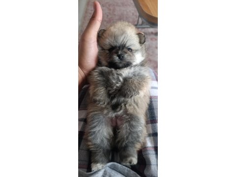 Pomeranian boo erkek ve dişi yavrularımız