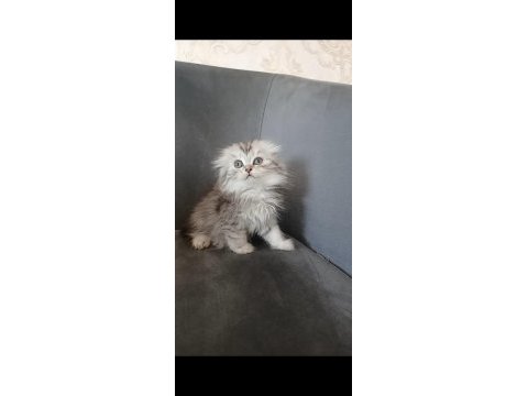 Minnoş kedilerim