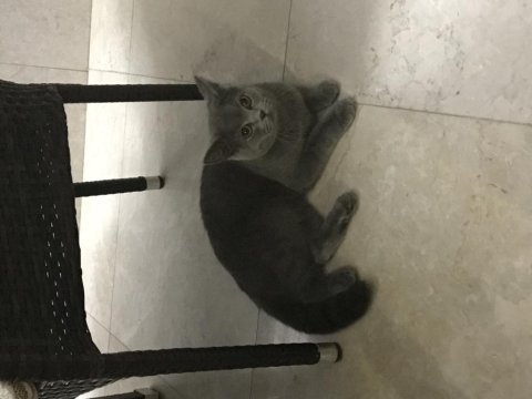 Sevgi dolu kedimiz yuvasını arıyor
