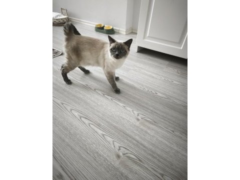 Ev ortamında büyümüş aşıları tam kedimiz