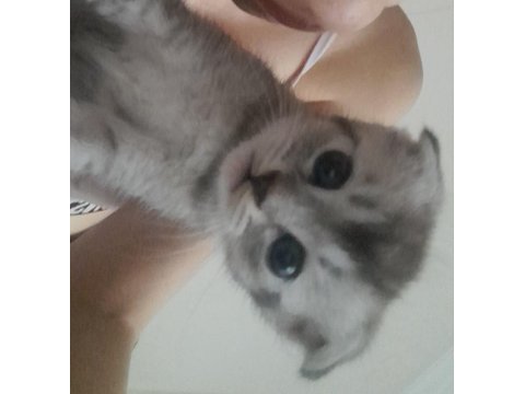 3 aylık scottish fold
