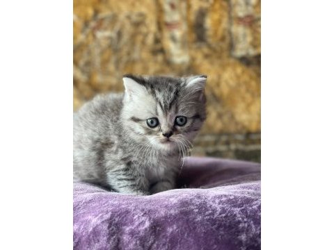 Full orjinal silver shorthair