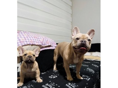 French bulldog eş arıyoruz