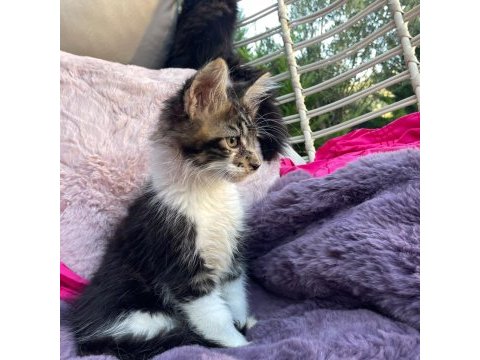 3 aylık orman rengi maine coon erkek