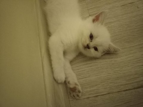 2 dişi 2 erkek british shorthair point