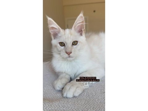 Her ile bizzat teslim xxl 3 aylık maine coon yavruları