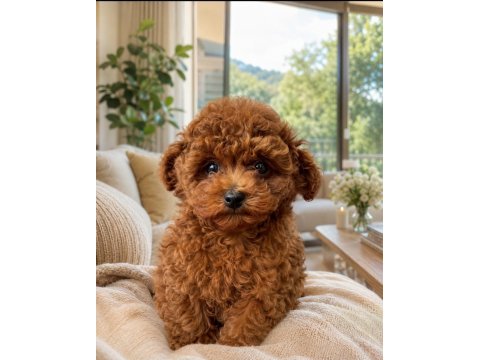 Uygun vasıflı safkan poodle