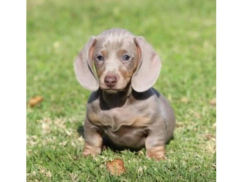 Çiftliğimizden a kalite dachshund bebekler
