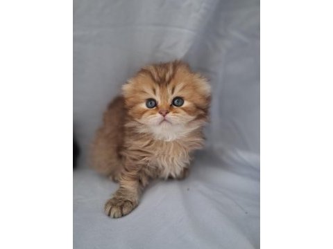 Çikolata golden british longhair yavrularımız