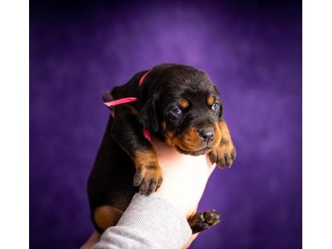 En iyisi doberman yavrular
