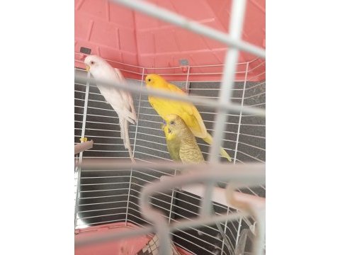 Muhabbet kuşu lutino albino bunlar takım diğeri erkek