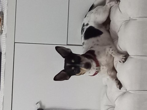 Köpeğimi sahiplendiriyorum
