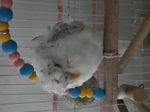Japones ponçik muhabbet kuşu yeni sahibini arıyor