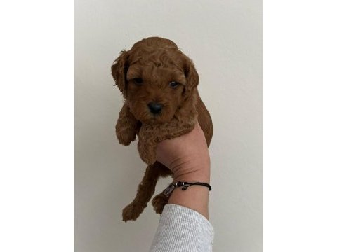 Safkan poodle yavrularım sağlık garantili