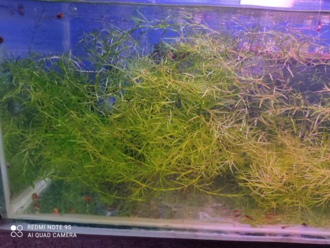 Najas guadupensis guppy grass canlı bitki