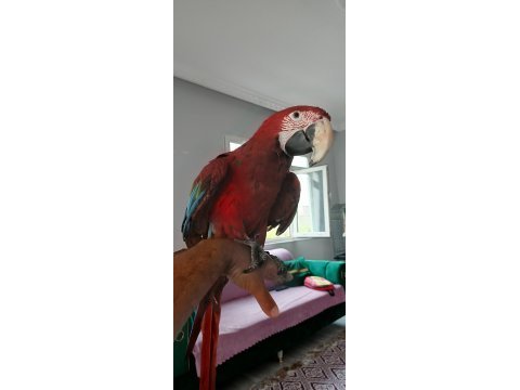 Ara macaw 3 yaşında