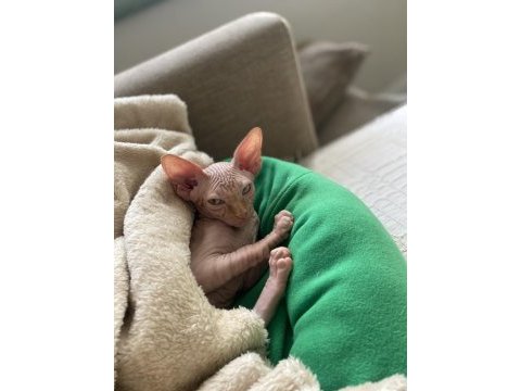 3 aylık erkek kanada sphynx