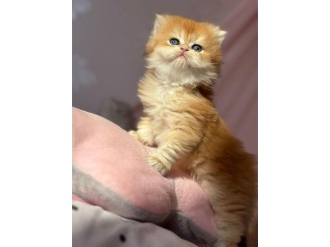 British longhair erkek kedim