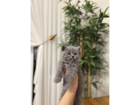 Brıtısh shorthair dinya güzeli yavrularım 