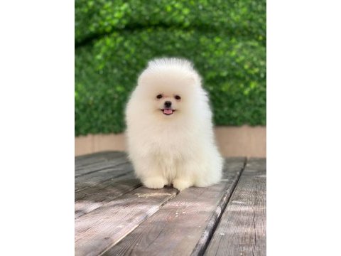 Show kalite tea cup pomeranian yavrularımız