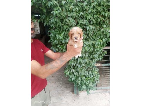 Maltipoo yavrularımız