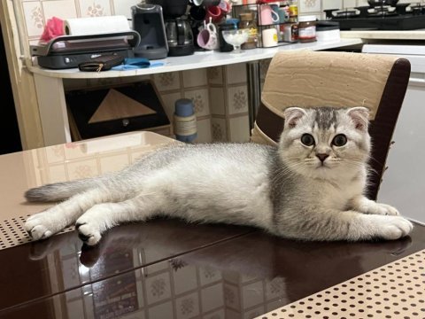 Orjinal saf kan scottish fold bebekler