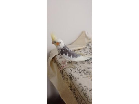 70 günlük erkek yavru sultan papağanı
