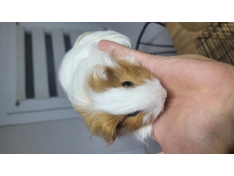 Çok sevimli ve uysal ginepigler fethiyede