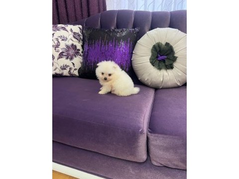 Pomeranian boo süt beyaz köpeğimiz