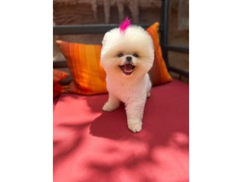 Pomeranian boo teddy face dişi erkek yavrularımız