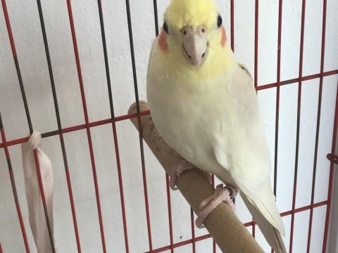 Acil sultan papağanı sahiplendiricem termedeyim