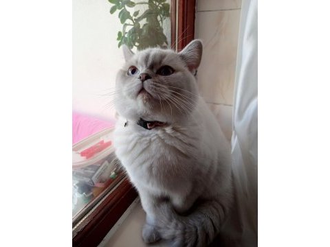 11 aylık british shorthair