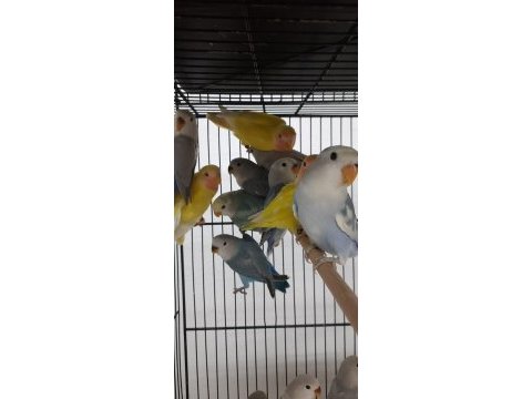 Sevda cennet papağanlar