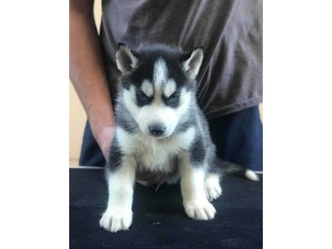 Safkan husky yavrularım