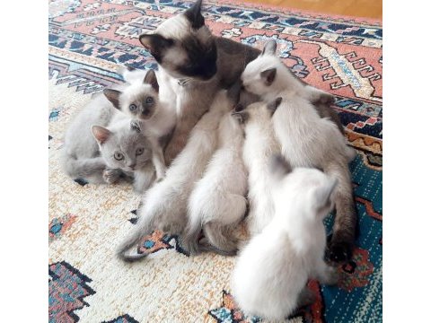 Safkan siyam kedisi yavrulari