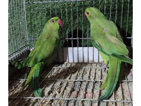 Yeni sahibine gitmeye hazır pakistan papaganları