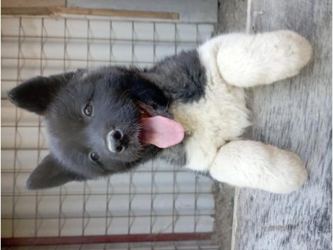 Amerikan akita yavru