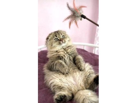 Scottish fold highland golden dişi
