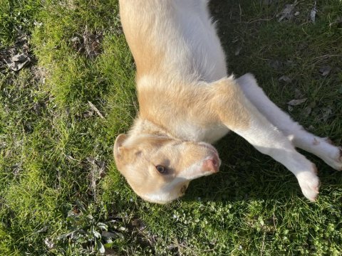 Köpeğimiz sokağa atıldı acil yuva arıyor