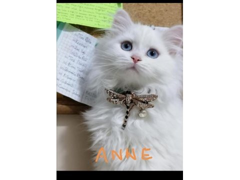 Scottish fold ve straight longhair yavrular