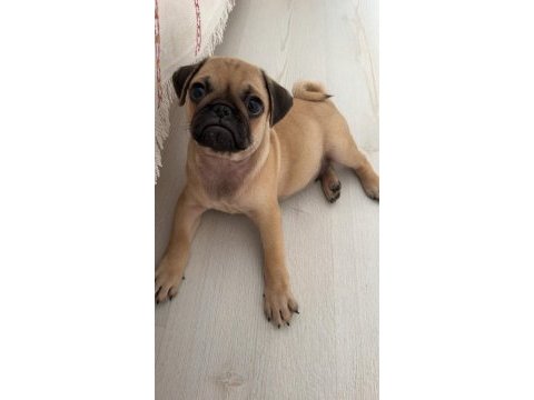 2 aylık bebek erkek pug