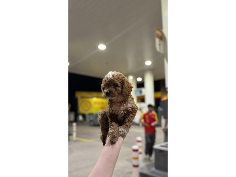 Kocaelinin en güzel toy poodle yavruları