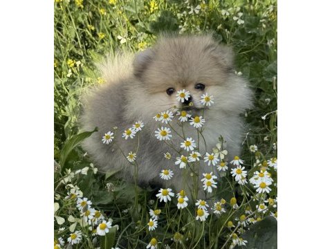 Pomeranian boo köpeğimiz