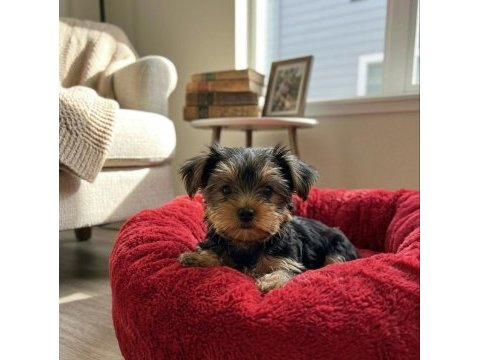 Yorkshire terrier teacup