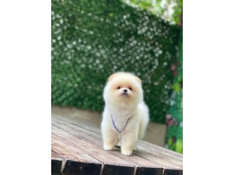 Orijinal pomeranian boo yavrumuz