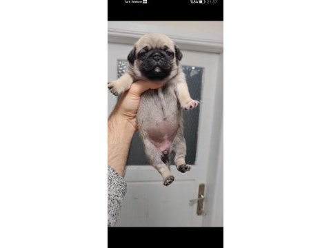 Kalite pug yavrumuz 1 haftaya hazır