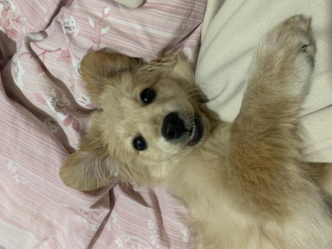 4 aylık golden kırması köpeğimiz